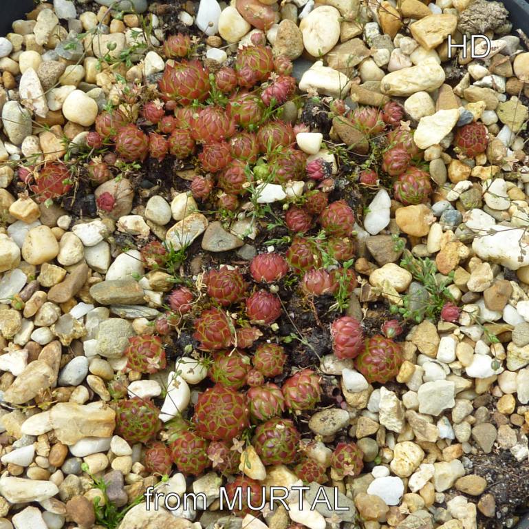 globiferum ssp. arenarium from Murtal