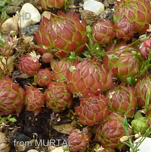 globiferum ssp. arenarium from Murtal