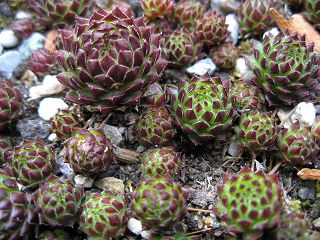 globiferum ssp. arenarium from Murtal