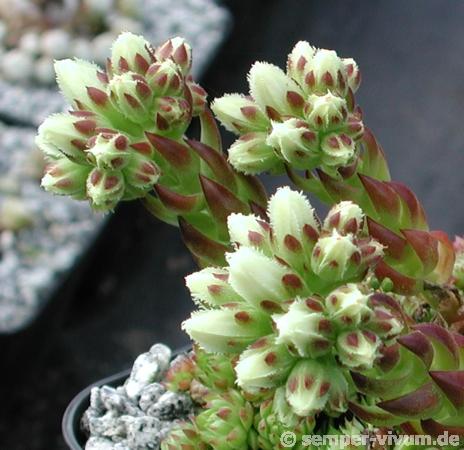 globiferum ssp. arenarium from Murtal