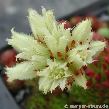 globiferum ssp. arenarium from Murtal