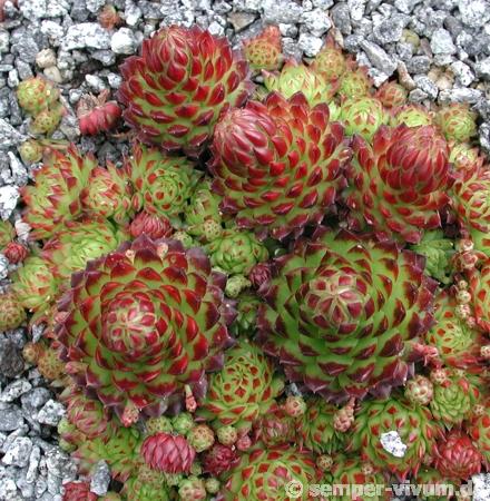 globiferum ssp. arenarium from Murtal