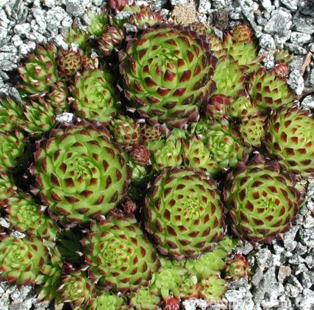 globiferum ssp. arenarium from Murtal