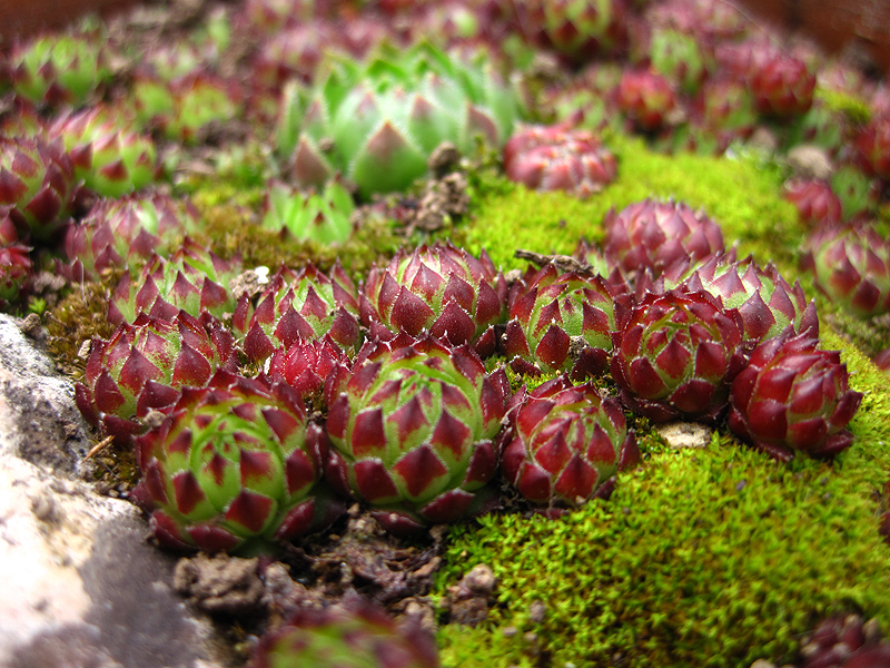 globiferum ssp. arenarium from Murtal