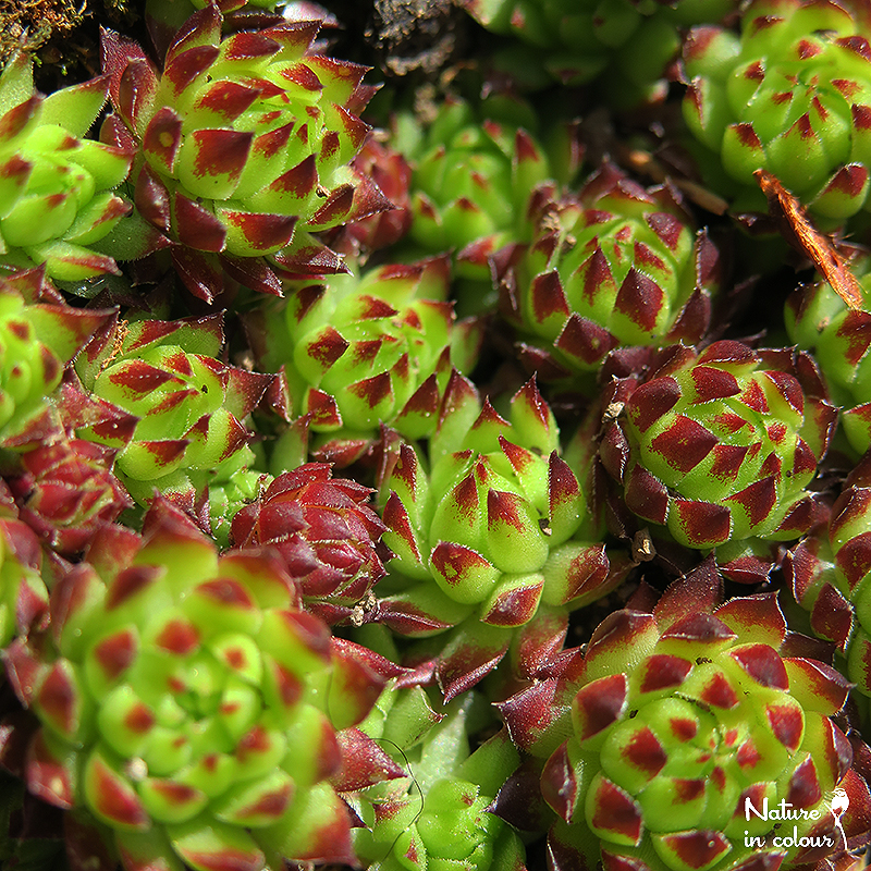 globiferum ssp. arenarium from Murtal