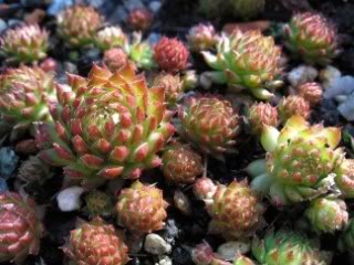 globiferum ssp. arenarium from Murtal