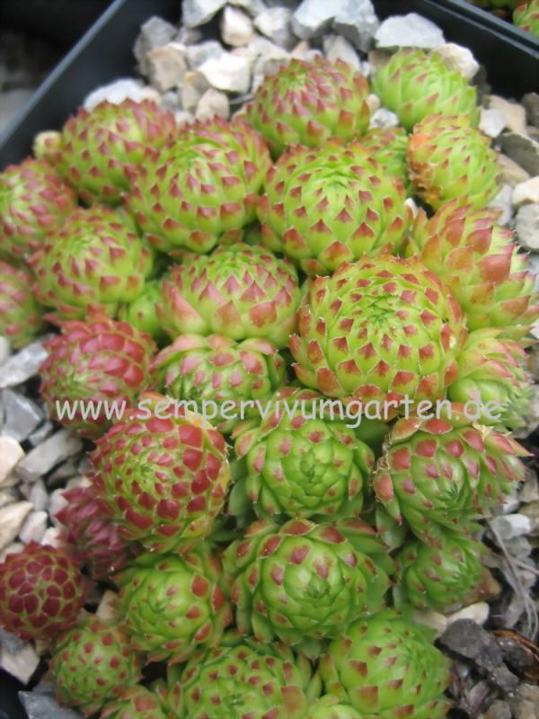 globiferum ssp. arenarium from Murtal