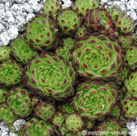 globiferum ssp. arenarium from Murtal