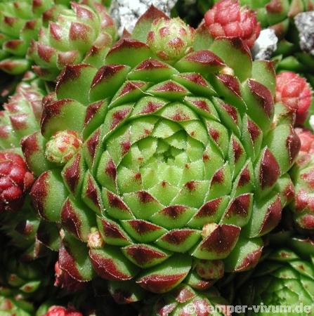 globiferum ssp. arenarium from Murtal