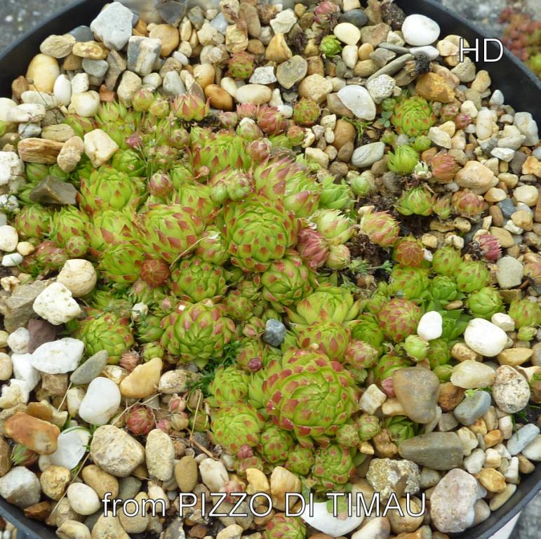 globiferum ssp. arenarium from Pizzo di Timau