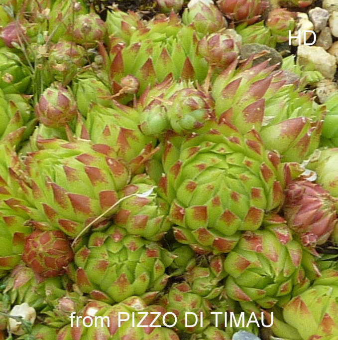 globiferum ssp. arenarium from Pizzo di Timau