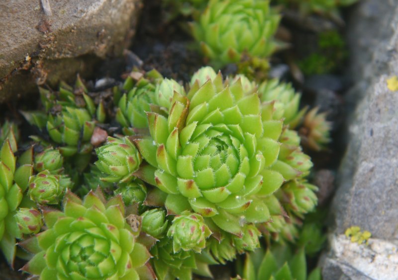 globiferum ssp. arenarium from Pustertal