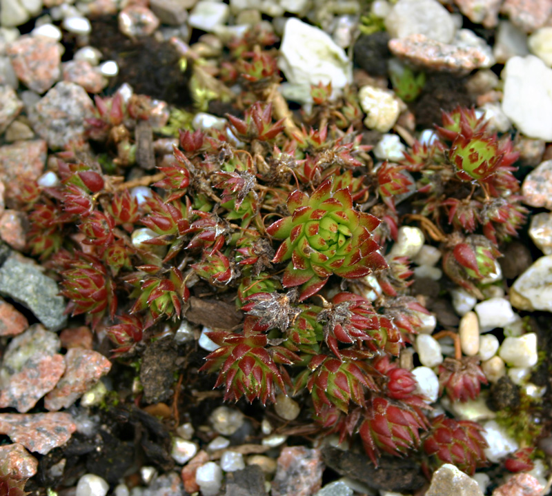 globiferum ssp. arenarium from Pustertal