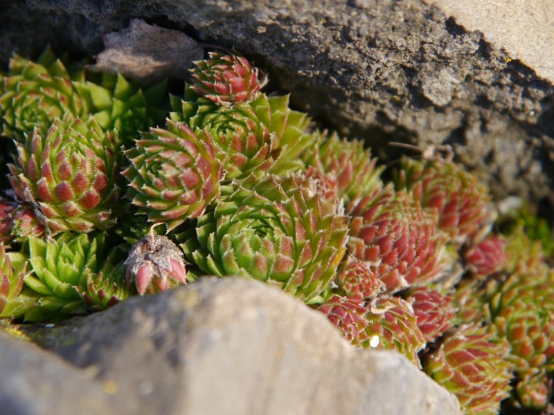 globiferum ssp. arenarium from Pustertal
