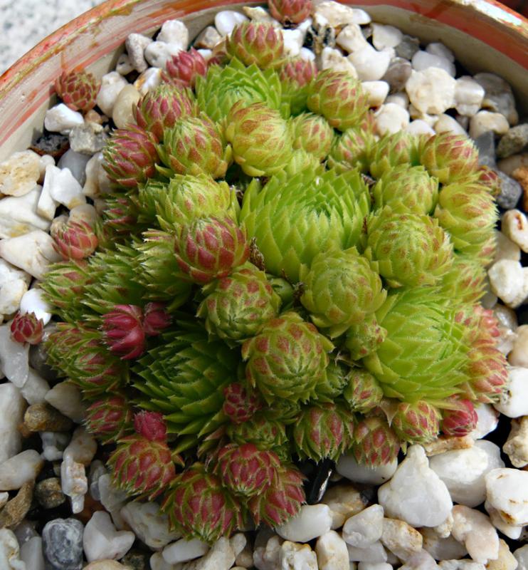 globiferum ssp. arenarium from Pustertal