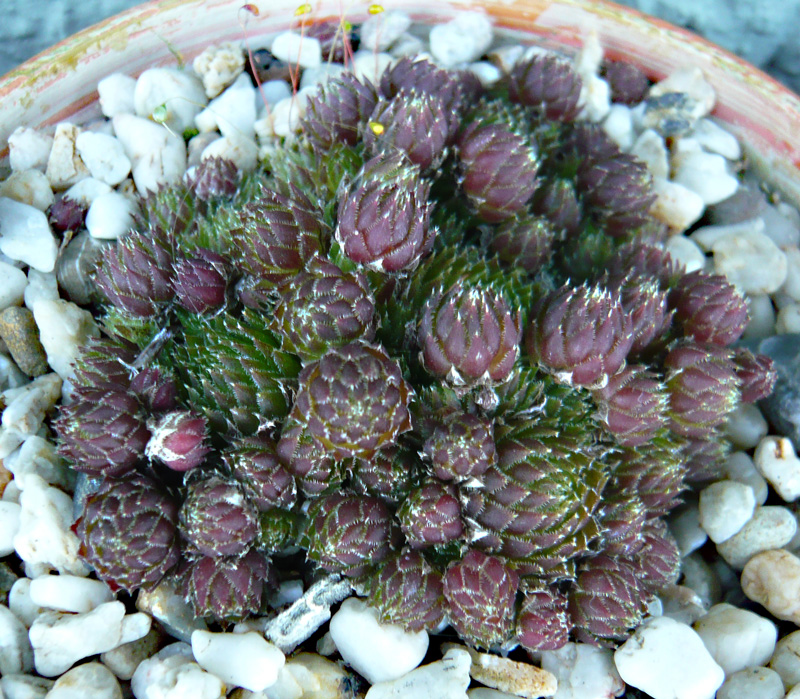 globiferum ssp. arenarium from Pustertal