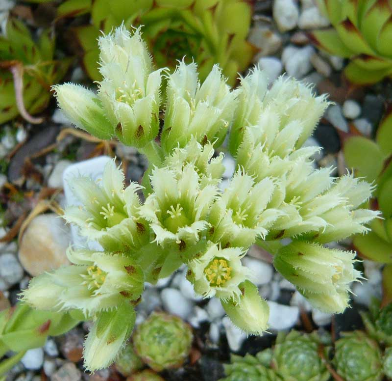 globiferum ssp. arenarium from Pustertal