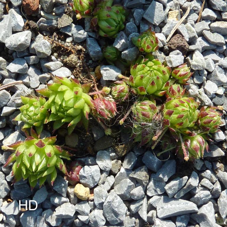 globiferum ssp. arenarium from Salzburger Land