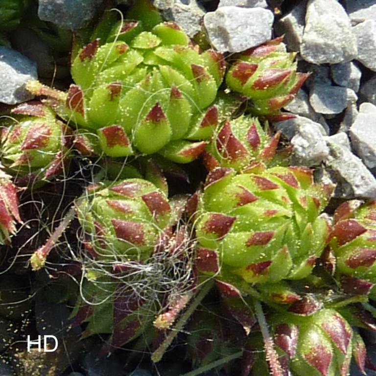 globiferum ssp. arenarium from Salzburger Land