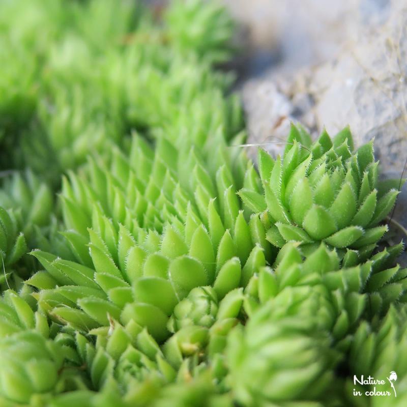 globiferum ssp. arenarium from Slovenia