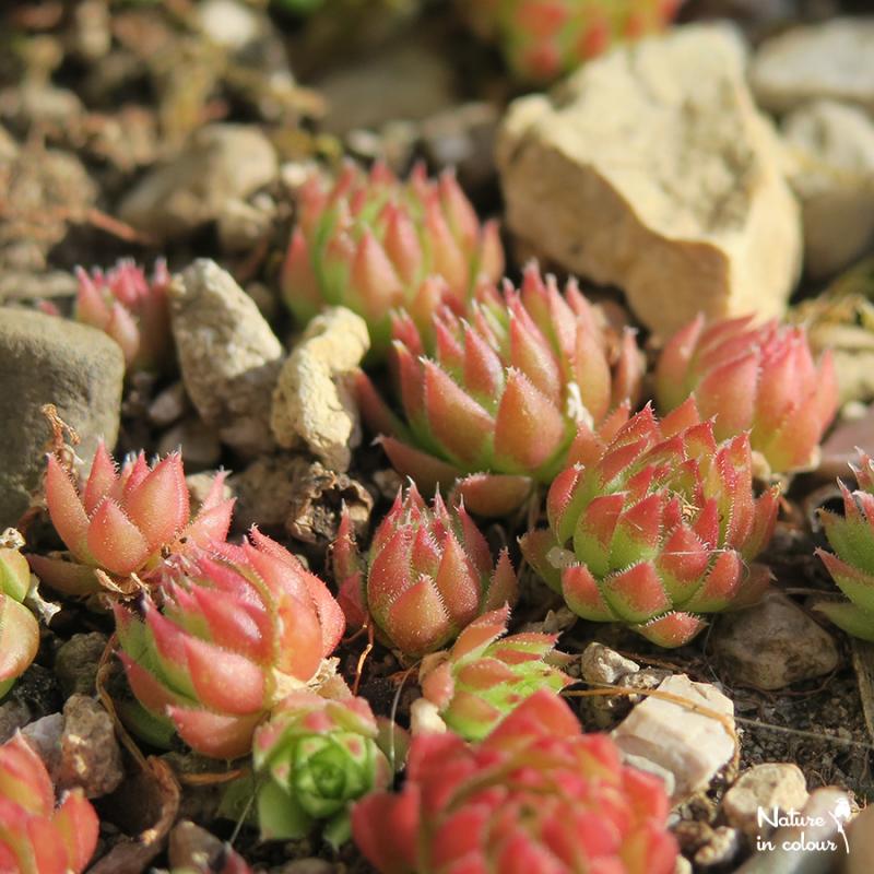 globiferum ssp. arenarium from Slovenia