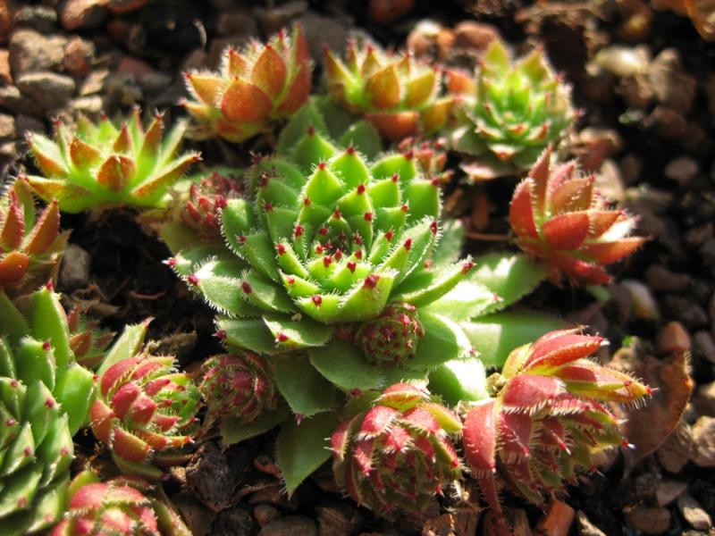 globiferum ssp. arenarium