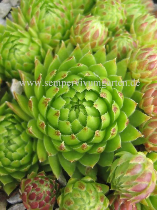 globiferum ssp. arenarium