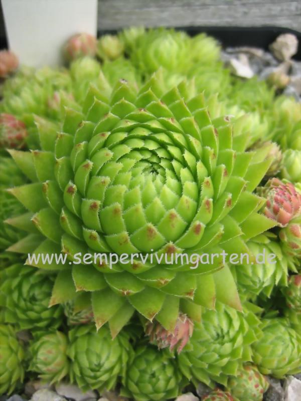 globiferum ssp. arenarium
