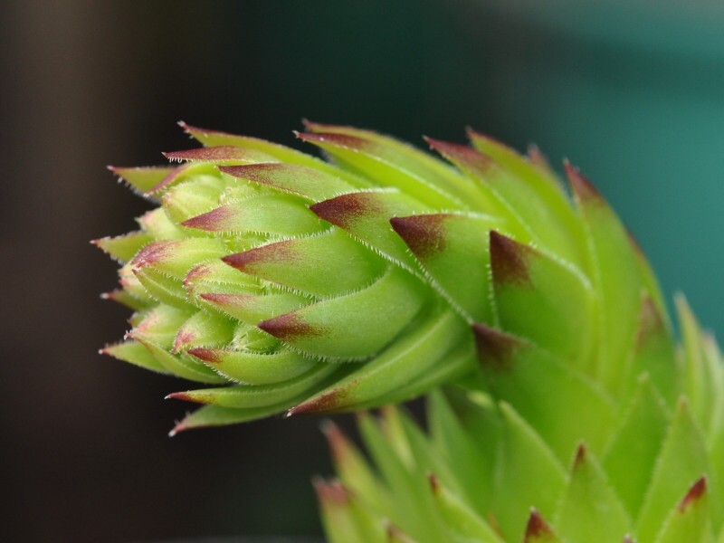 globiferum ssp. arenarium