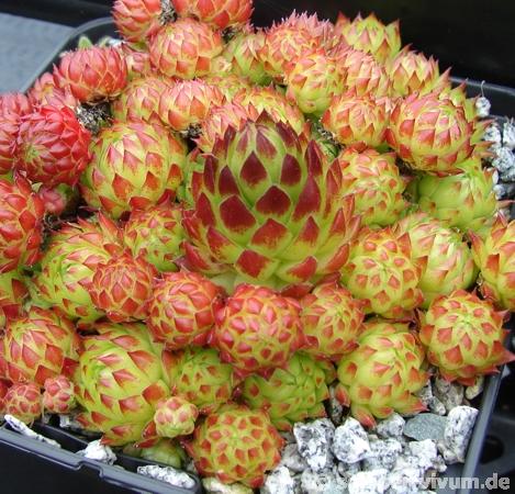 globiferum ssp. arenarium