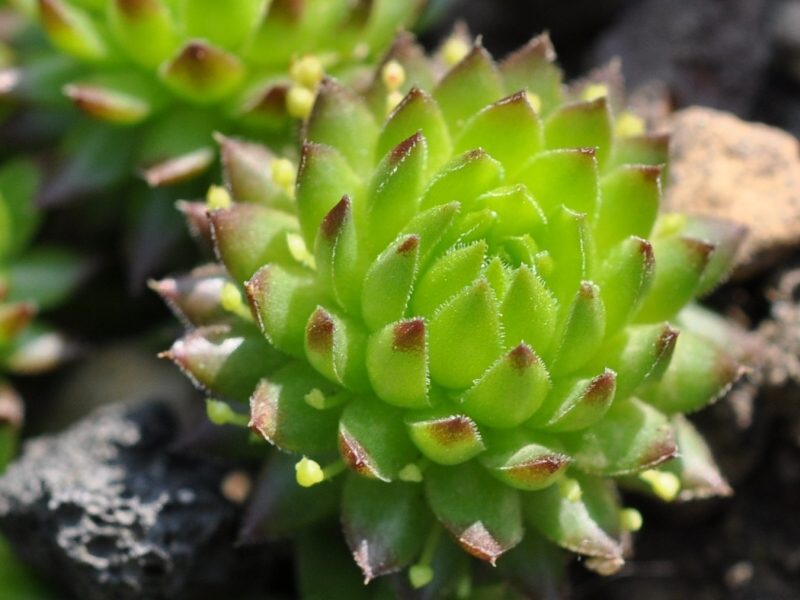 globiferum ssp. arenarium