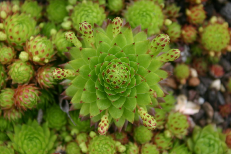 globiferum ssp. arenarium