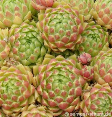 globiferum ssp. arenarium
