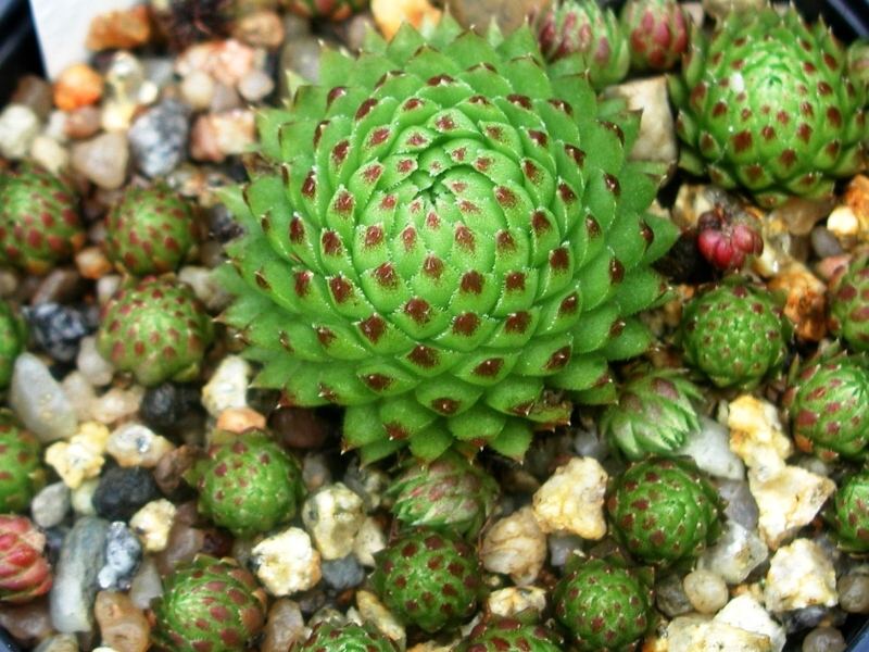 globiferum ssp. arenarium