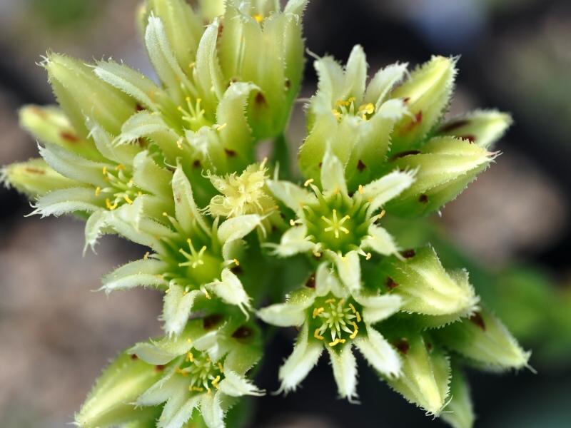 globiferum ssp. arenarium
