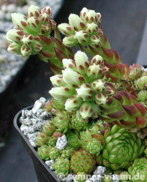 globiferum ssp. arenarium