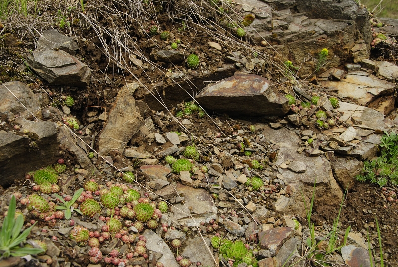 globiferum ssp. globiferum from Těšetice, Steinbruch