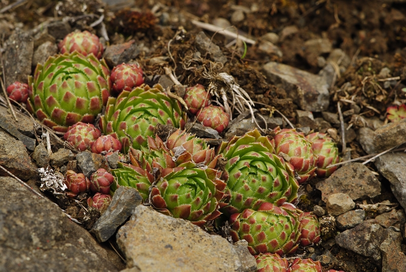 globiferum ssp. globiferum from Těšetice, Steinbruch