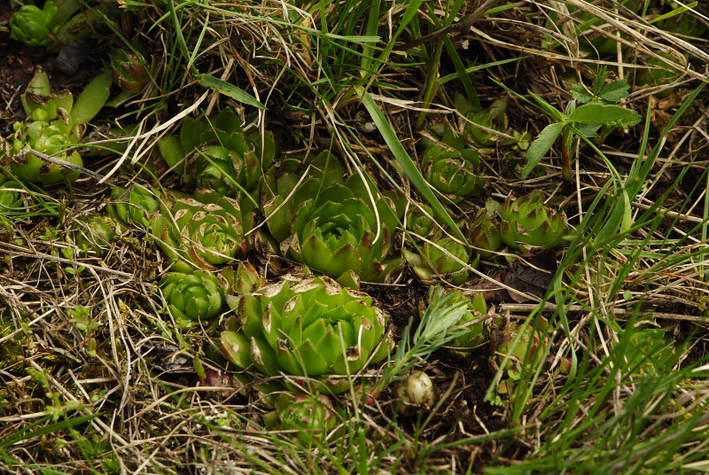 globiferum ssp. globiferum from Záhořský vrch
