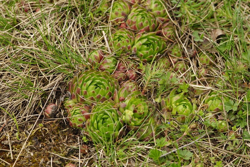 globiferum ssp. globiferum from Záhořský vrch
