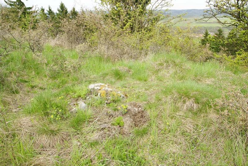 globiferum ssp. globiferum from Záhořský vrch