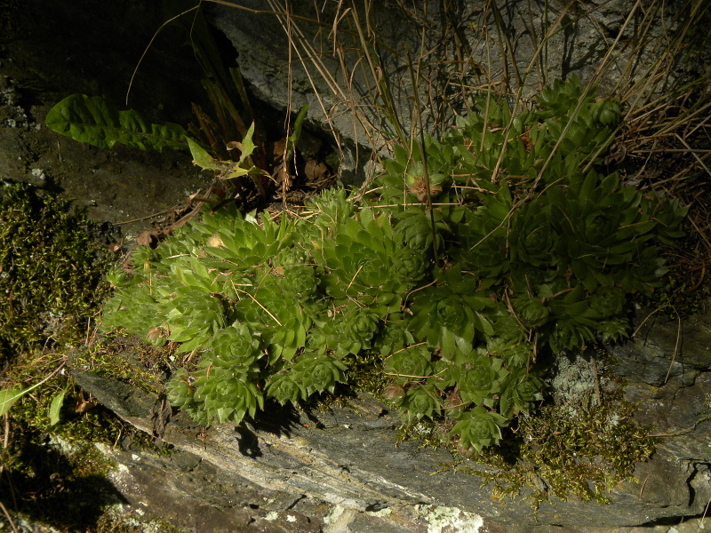 globiferum ssp. globiferum from Zlaté Hory - Horní Údolí