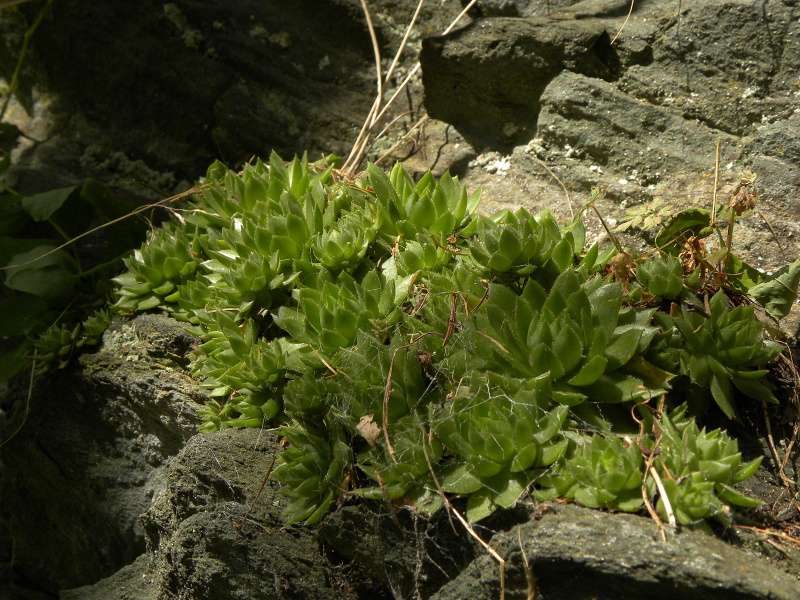 globiferum ssp. globiferum from Zlaté Hory - Horní Údolí