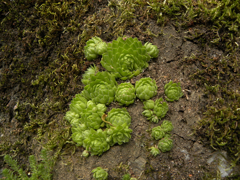 globiferum ssp. globiferum from Zlaté Hory - Horní Údolí