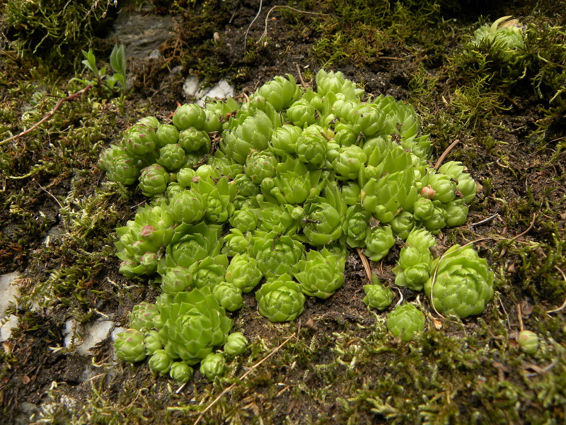 globiferum ssp. globiferum from Zlaté Hory - Horní Údolí