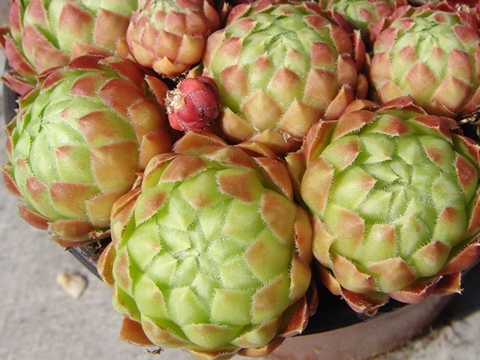 globiferum ssp. globiferum x S. globiferum ssp. hirtum