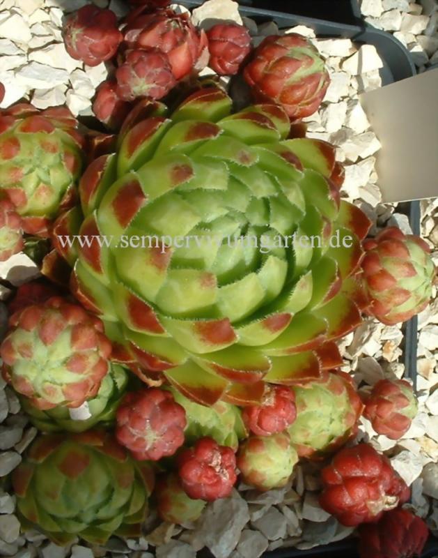 globiferum ssp. globiferum x S. globiferum ssp. hirtum