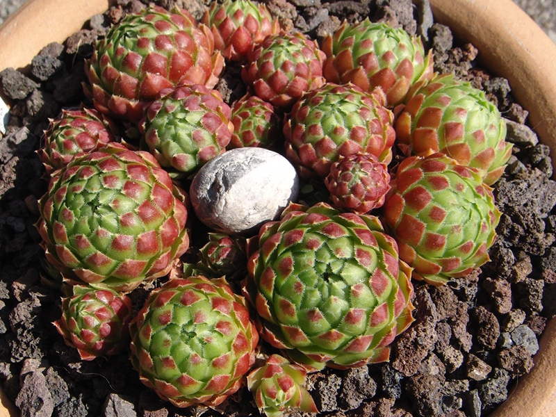 globiferum ssp. globiferum x S. globiferum ssp. hirtum