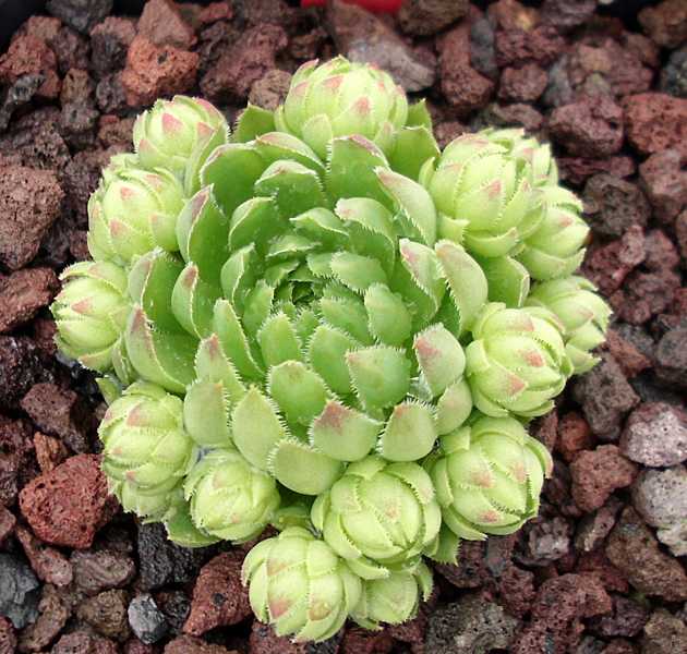 globiferum ssp. hirtum (cf) from Pindulka