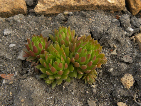 globiferum ssp. hirtum (cf) from Pindulka